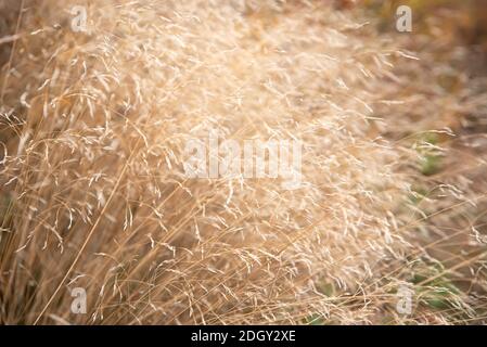 Ripe wild oat spilling in the wind in hot summer Stock Photo