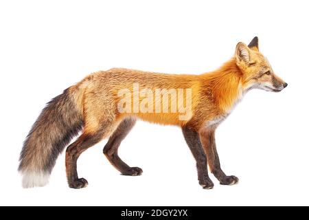 Fox isolated on white background Stock Photo