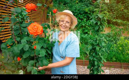 Smiling senior lady with glasses and a hat stands near a rose bush in a garden with raised beds. Portrait of a woman gardener on a summer day. The con Stock Photo