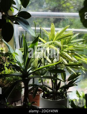 Green bamboo palm tree in a pot Stock Photo