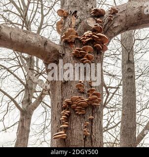 Many fungi on the trunk of a tree in easten long island, NY Stock Photo