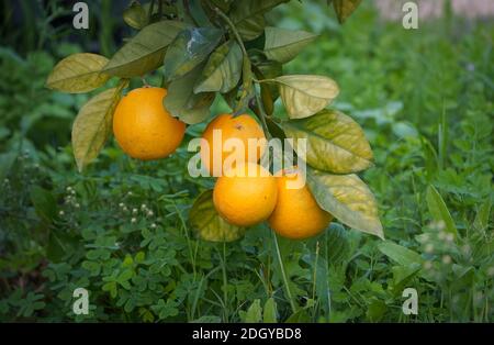 Oranges on tree. Andalusia, Spain. Stock Photo