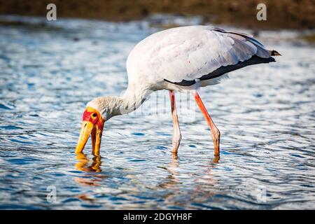 Yellow-billed stork wading in Tanzania Stock Photo