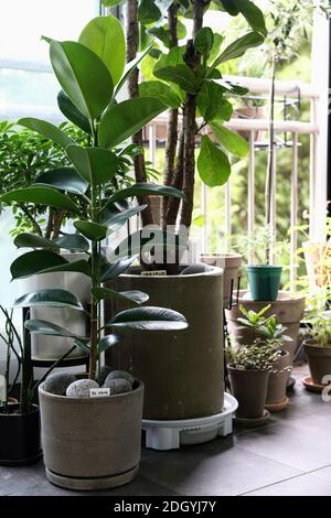 Ficus elastica tree in a clay pot Stock Photo