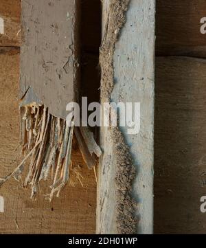 Termite wood damage and mud tube
