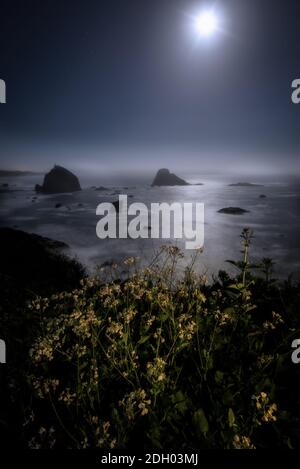 The Night Sky at a Northern California Beach Stock Photo