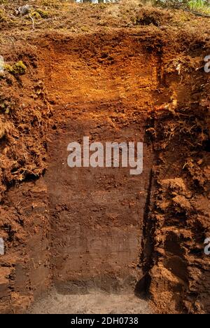 Soil profile of a raised bog in the Venner Moor near Osnabrueck in Germany Stock Photo