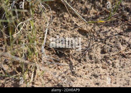 A juvenile Common Checkered Whiptail (Aspidoscelis tesselatus) from Otero County, Colorado, USA. Stock Photo