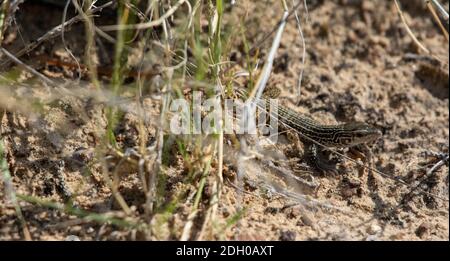 A juvenile Common Checkered Whiptail (Aspidoscelis tesselatus) from Otero County, Colorado, USA. Stock Photo