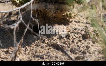 A juvenile Common Checkered Whiptail (Aspidoscelis tesselatus) from Otero County, Colorado, USA. Stock Photo