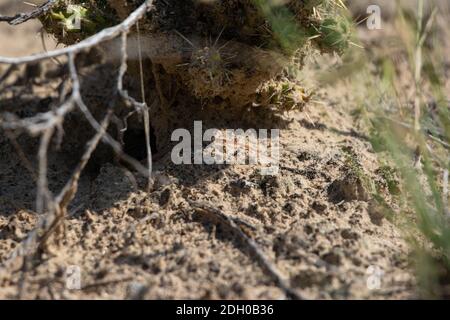 A juvenile Common Checkered Whiptail (Aspidoscelis tesselatus) from Otero County, Colorado, USA. Stock Photo