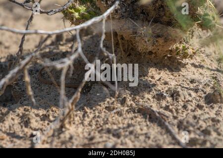 A juvenile Common Checkered Whiptail (Aspidoscelis tesselatus) from Otero County, Colorado, USA. Stock Photo