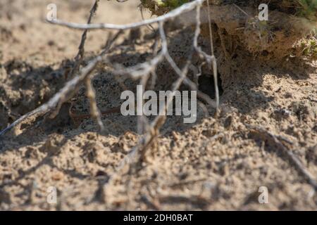 A juvenile Common Checkered Whiptail (Aspidoscelis tesselatus) from Otero County, Colorado, USA. Stock Photo