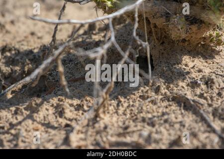 A juvenile Common Checkered Whiptail (Aspidoscelis tesselatus) from Otero County, Colorado, USA. Stock Photo