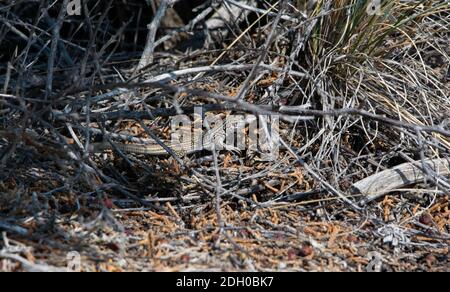 A juvenile Common Checkered Whiptail (Aspidoscelis tesselatus) from Otero County, Colorado, USA. Stock Photo