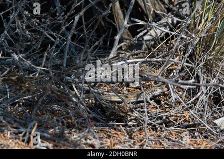 A juvenile Common Checkered Whiptail (Aspidoscelis tesselatus) from Otero County, Colorado, USA. Stock Photo