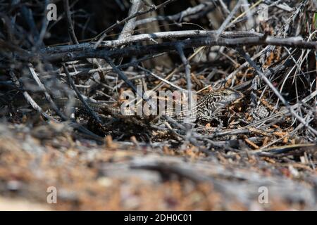 A juvenile Common Checkered Whiptail (Aspidoscelis tesselatus) from Otero County, Colorado, USA. Stock Photo