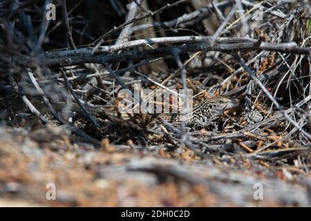 A juvenile Common Checkered Whiptail (Aspidoscelis tesselatus) from Otero County, Colorado, USA. Stock Photo