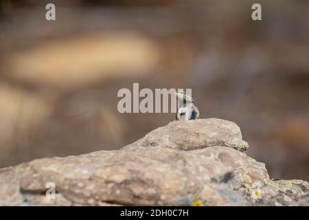 Prairie Lizard (Sceloporus consobrinus) from Otero County, Colorado, USA. Stock Photo