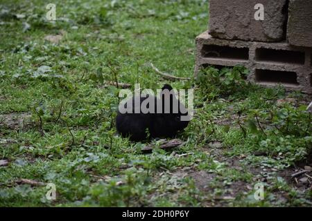 Rabbit calf with black hair eating grass next to some concrete bricks. Stock Photo