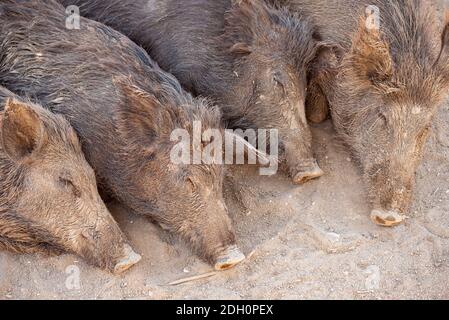 Sleeping wild boars in the park or farm Stock Photo