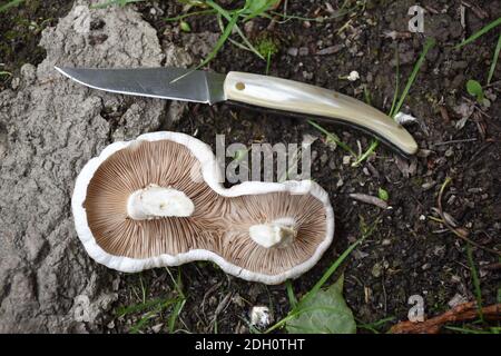 Rare specimen of poplar mushroom (Agrocybe aegerita) with two stems and a jackknife. Stock Photo