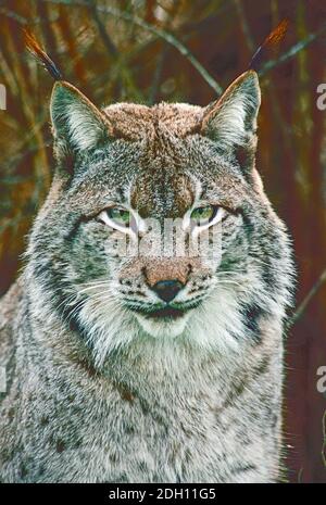 Male Siberian Lynx,   (Lynx lynx wrangeli,)  from Russian Far East. Stock Photo