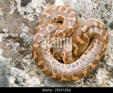 Brown sand boa hi-res stock photography and images - Alamy