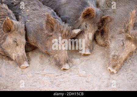 Sleeping wild boars in the park or farm Stock Photo