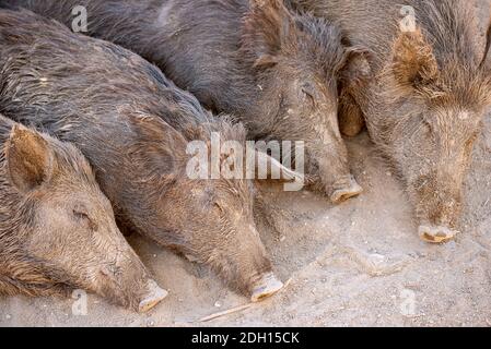 Sleeping wild boars in the park or farm Stock Photo