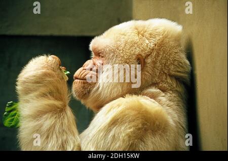 White Gorilla, gorilla gorilla, Male at Barcelona Zoo called Snowflake or Copito de Nieve Stock Photo