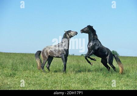 Lusitano Horse, Stallions fighting Stock Photo