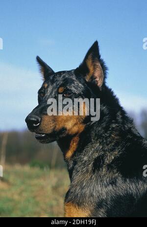 Beauceron Dog or Beauce Sheepdog, Old Standard Breed with Cut Ears Stock Photo