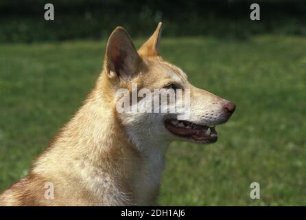 Saarloos Wolfhound, a Dog Breed from Netherlands Stock Photo