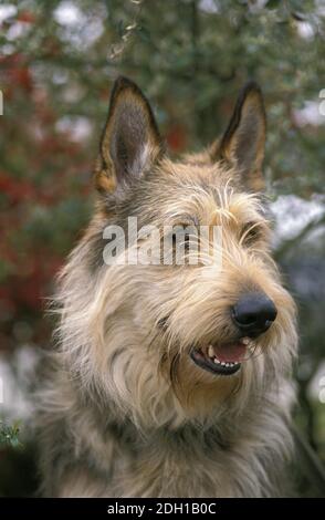 Picardy Shepherd Dog, Portrait of Adult Stock Photo