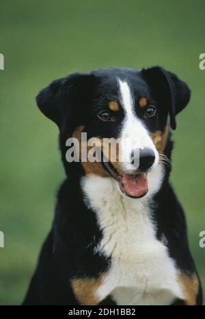 Appenzell Mountain Dog, Portrait of Adult Stock Photo