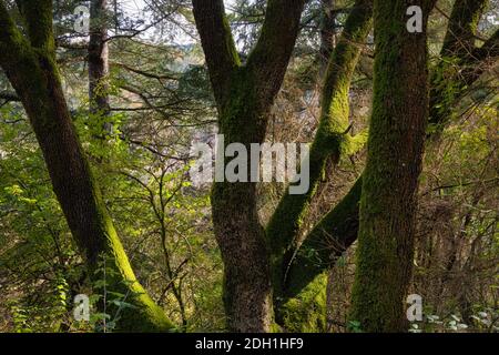 View of some branches of an oak with moss where a ray of sunlight has infiltrated, illuminating the green moss that covers them. Stock Photo