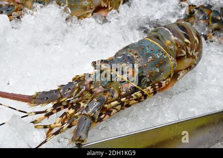 lobster shrimp frozen on ice for cooking at restaurant in Thailand Stock Photo