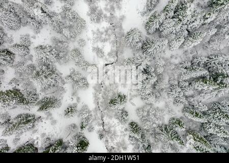 Narrow stream in the middle of a snowy forest Stock Photo