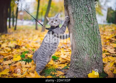 A male domestic young cute predator cat climbs tree,dressed pet leash harness well-groomed, hunting for birds and small animals in the fall sunny day. Stock Photo