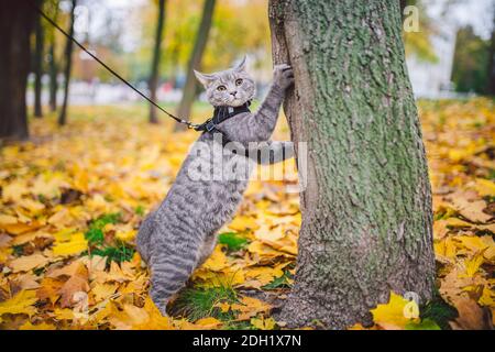 Domestic young kitten male gray good shape well-groomed, dressed safe cat leash harness, sitting on a tree attentively surprised looks, portrait isola Stock Photo