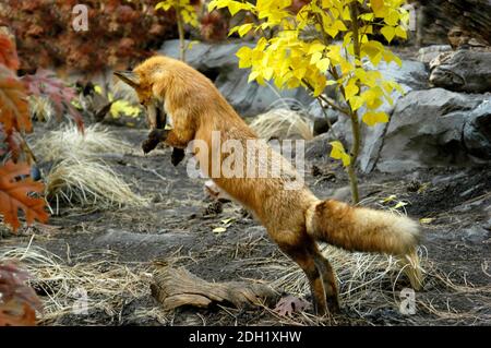 American red fox Stock Photo