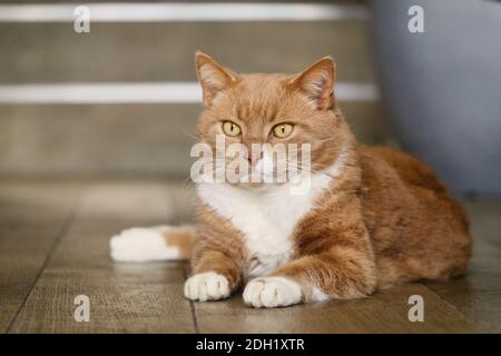 Orange tabby cat lying on wooden floor. Portrait. Looking away. Stock Photo