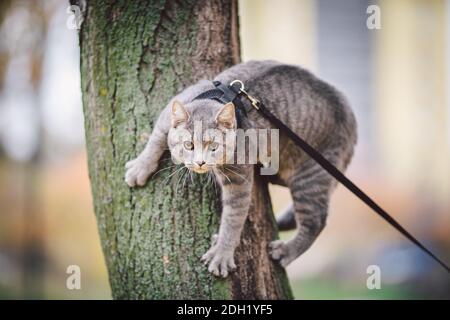 Portrait of tall young Caucasian happy man outdoor playing with gray funny handsome kitten sits on his back on transparent cat backpack carriers bag, Stock Photo