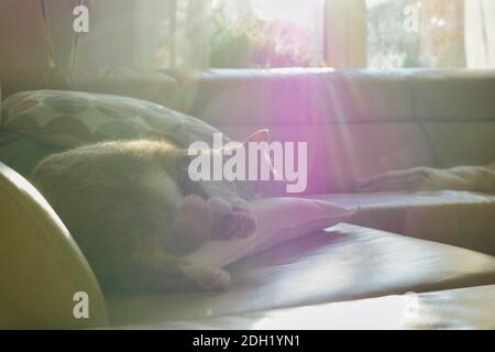 Tabby cat napping on couch with lens flare from sunny window. Stock Photo