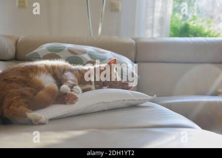 Tabby cat napping on couch pillow. Stock Photo
