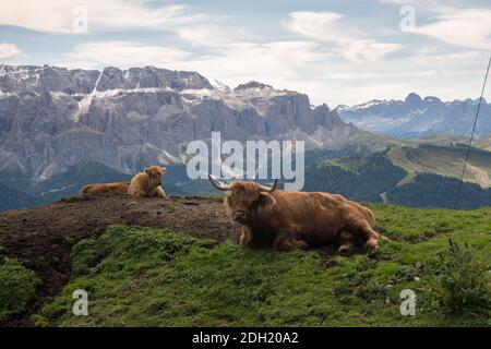 Beautiful Highland Cattles in the Folomites, in summer, Italy, Europe Stock Photo