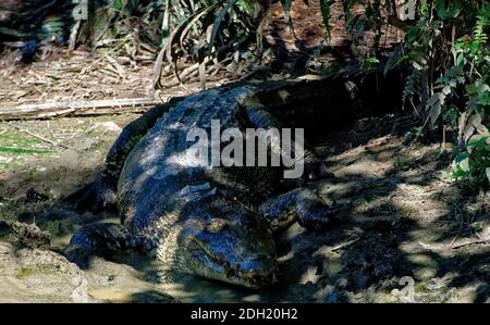 Saltwater estuarine crocodile in captivity, Kuching, Malaysia, Asia Stock Photo