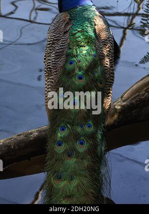 THe feathers of a Malaysian Peacock at rest from behind Stock Photo