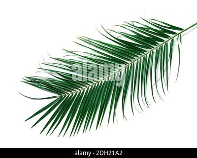 Palm leaves on brown wooden background, copy space Stock Photo
